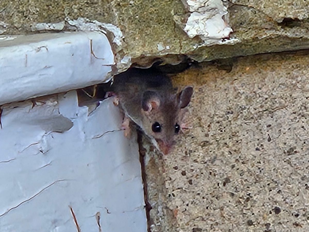 A mouse using a gap where the trim meets the foundation as a way in
